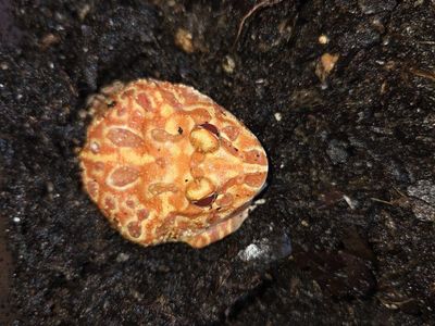 Juvenile Strawberry Pineapple Pac-Man frog