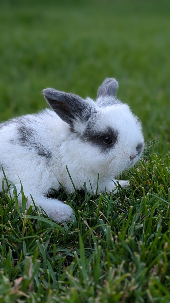 Holland lop babies 2 available females