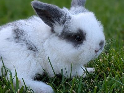 Holland lop babies 2 available females