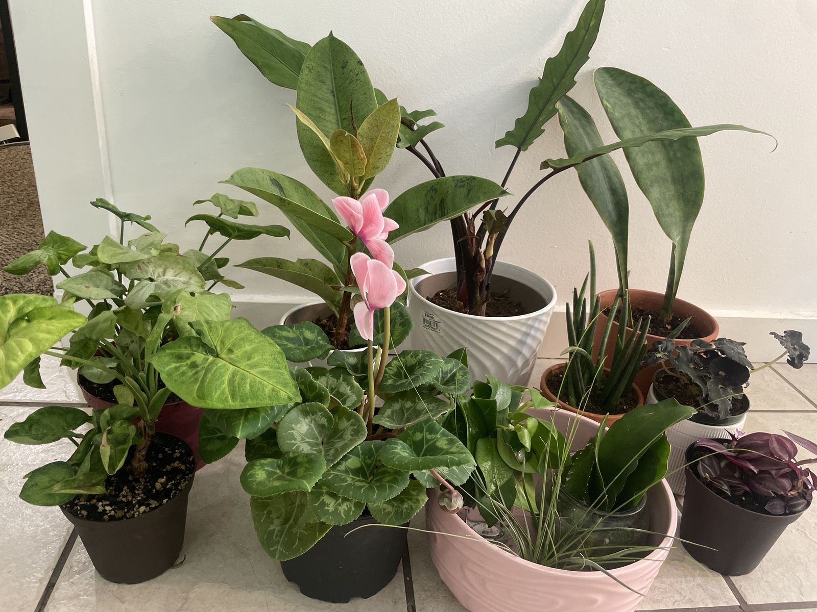 Houseplants