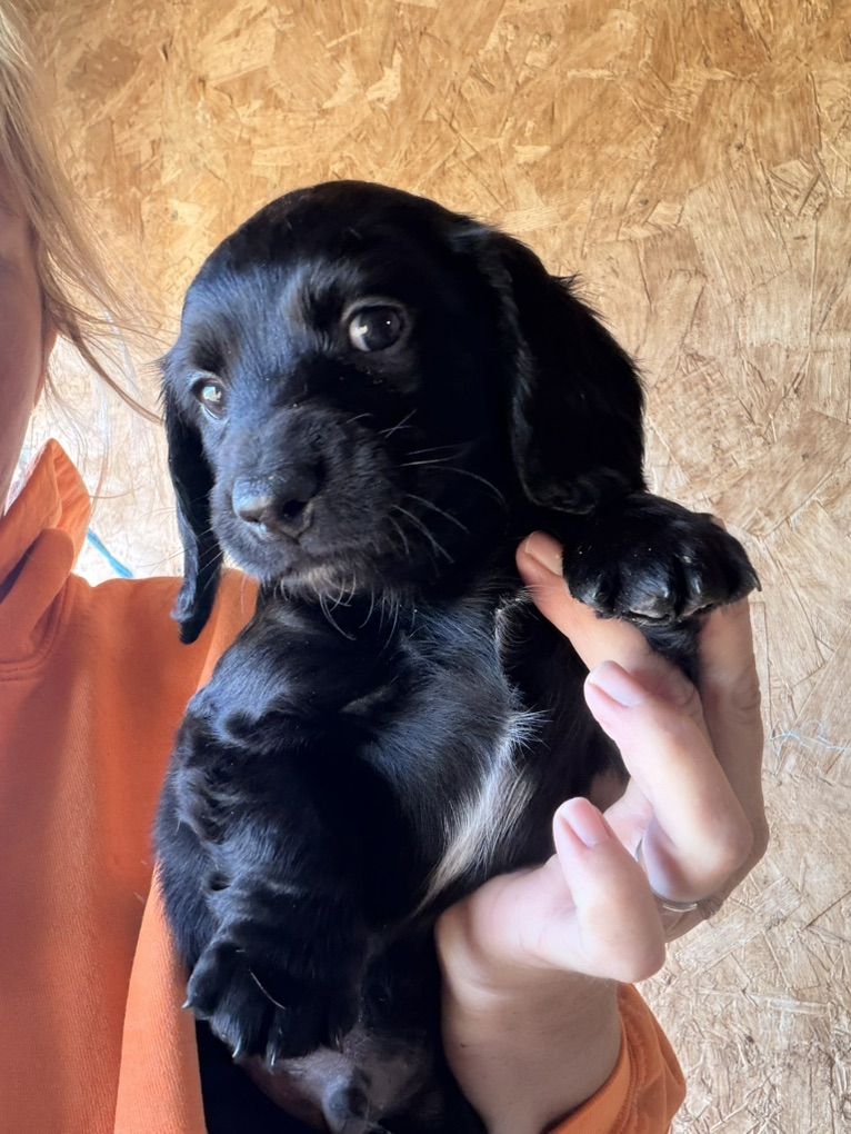 Mini Dachshund Puppies!!!