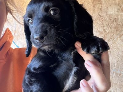 Mini Dachshund Puppies!!!