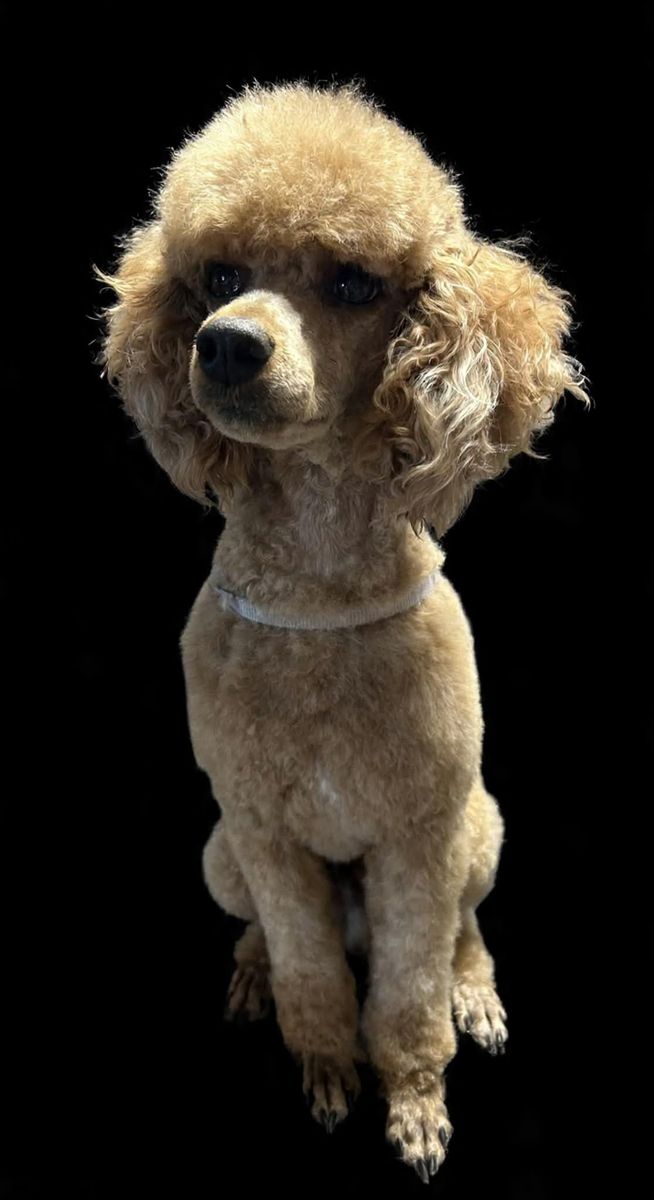 Adorable AKC 100% Clear Mini Poodle At Stud