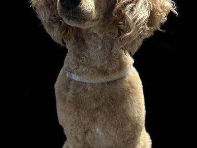 Adorable AKC 100% Clear Mini Poodle At Stud