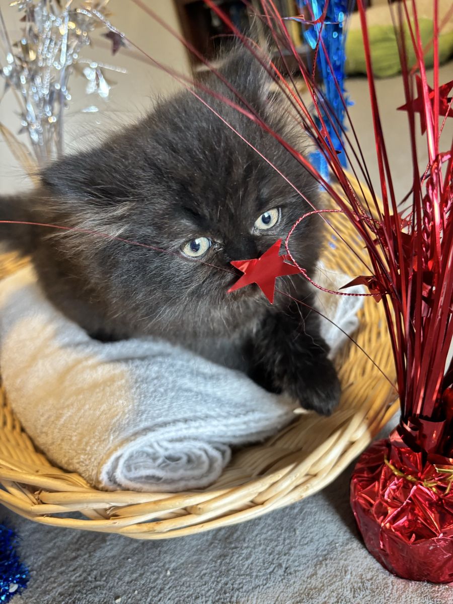 Purebred Persian and Exotic kittens