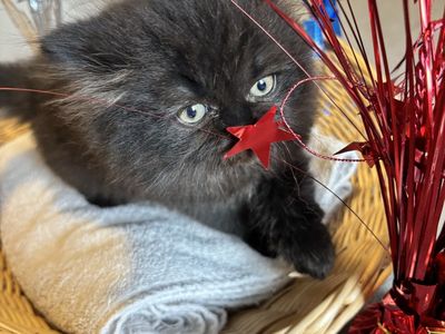Purebred Persian and Exotic kittens