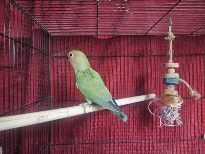 Female Baby Lovebird