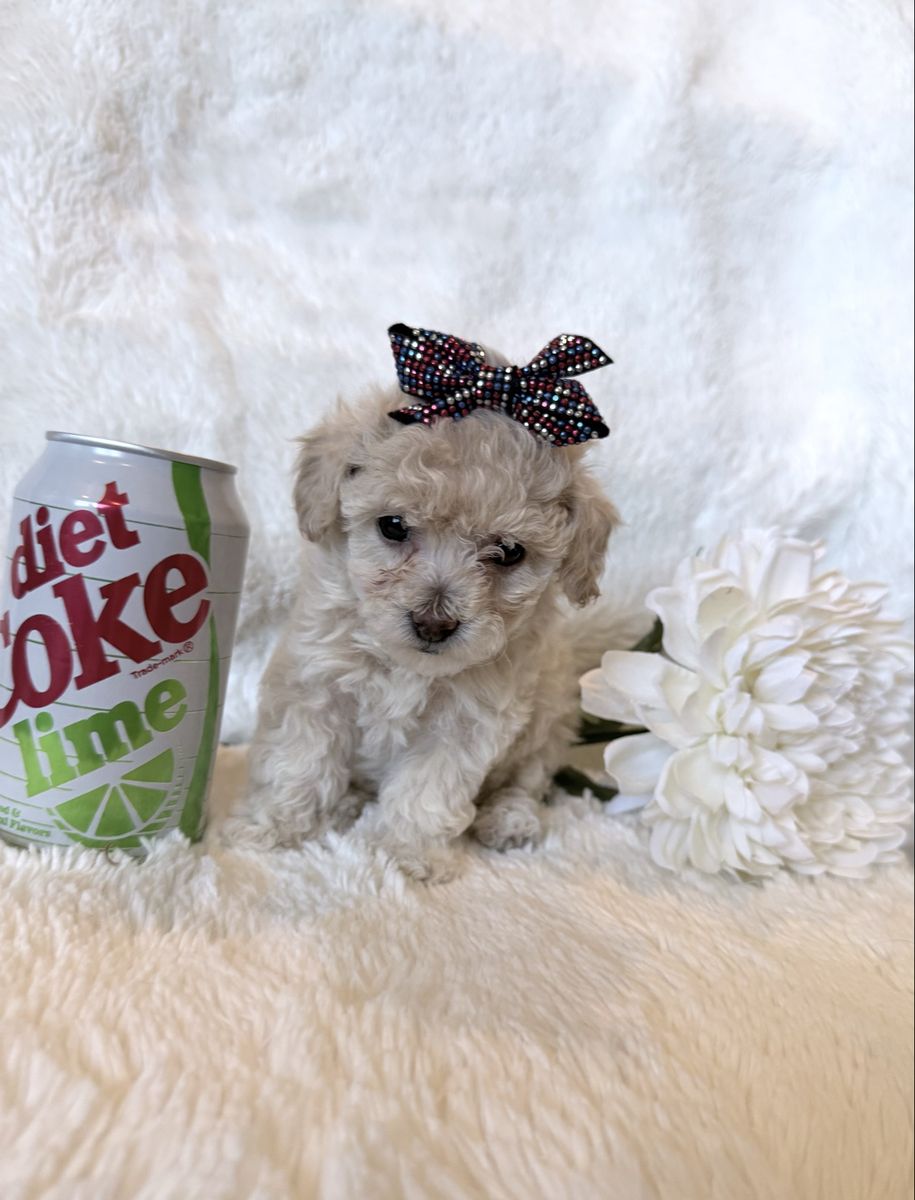 Toy poodle puppies