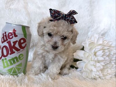 Toy poodle puppies