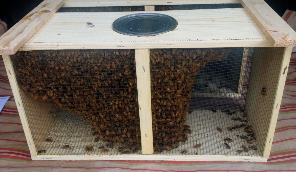 Honeybees, 3lb Packages and Queens
