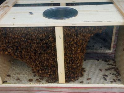 Honeybees, 3lb Packages and Queens