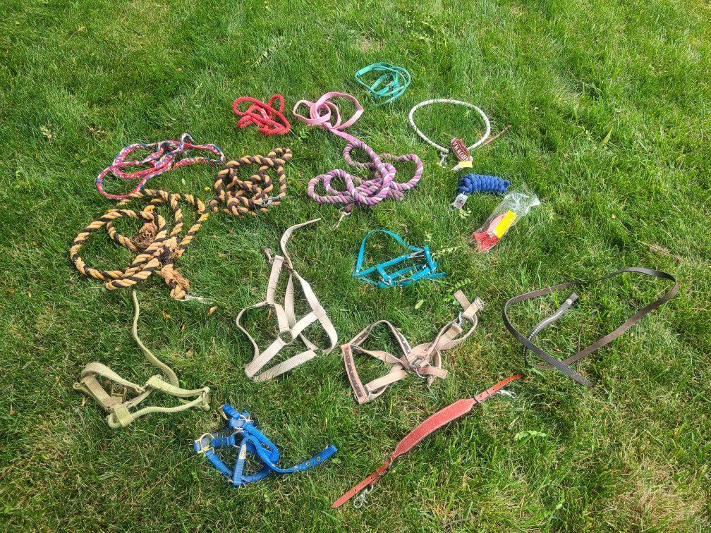 horse halter and leads