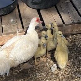 Baby Muscovy Ducks