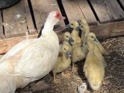 Baby Muscovy Ducks