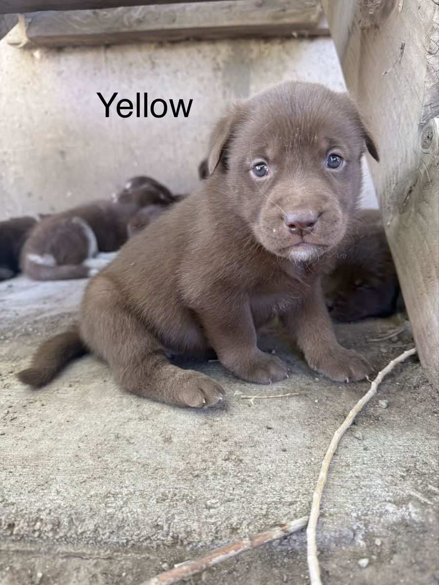 Chocolate Lab/ Husky Malamute mix puppies