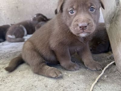 Chocolate Lab/ Husky Malamute mix puppies
