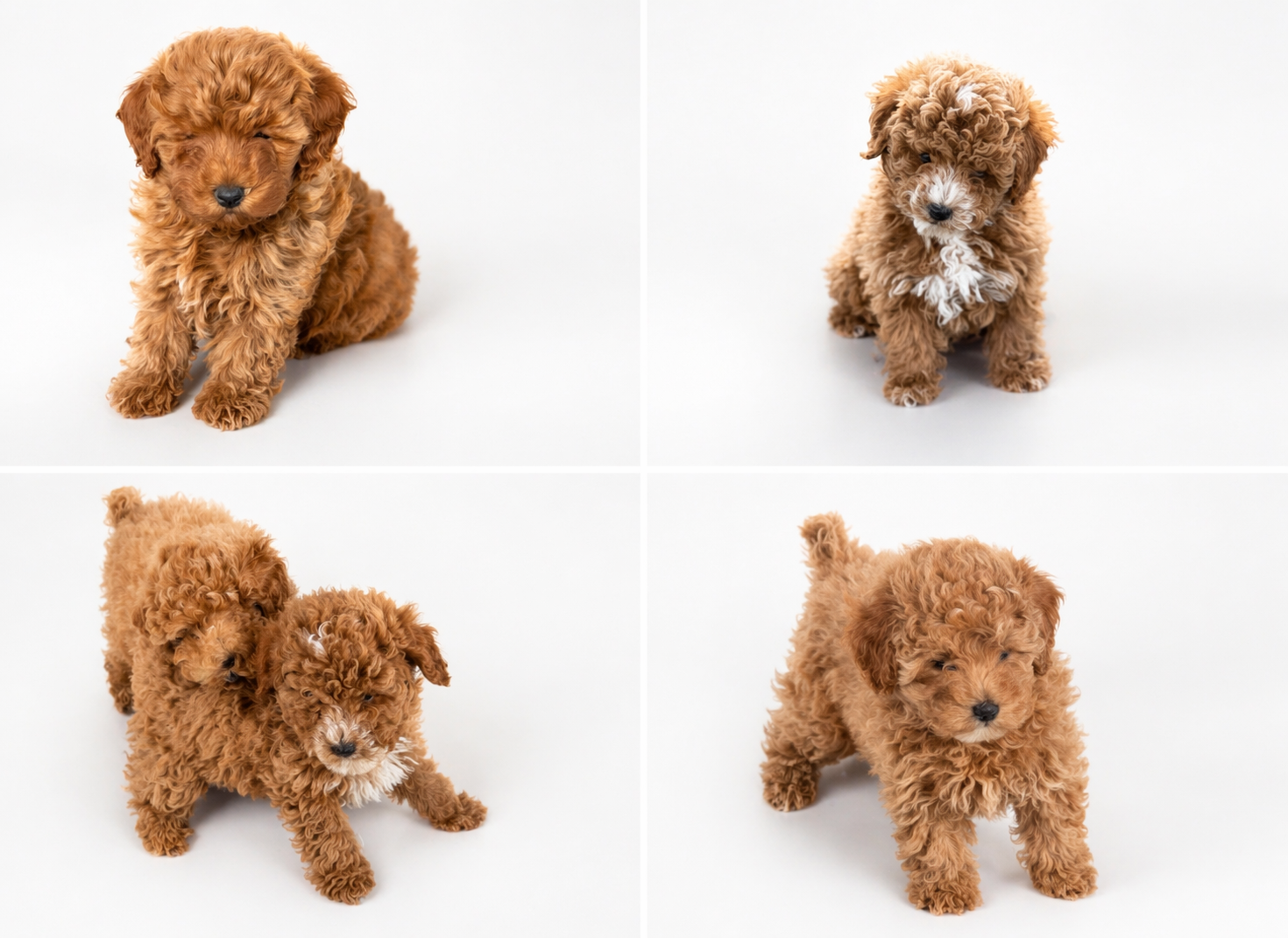 PRICE TODAY MOTHERS DAY Chocolate | Teddy Bear | Red - F1B MICRO Mini Goldendoodle Puppies
