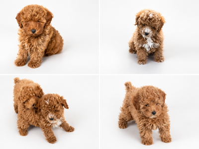 PRICE TODAY MOTHERS DAY Chocolate | Teddy Bear | Red - F1B MICRO Mini Goldendoodle Puppies