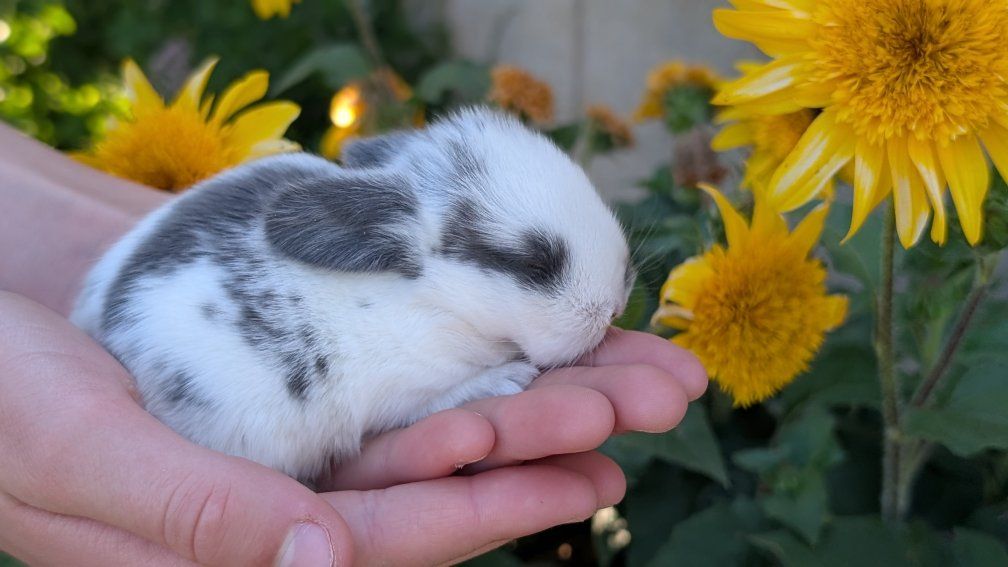Adorable Holland lop Baby Bunnies