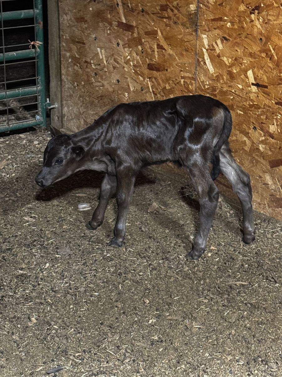 Highland angus x bull calf