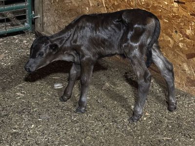 Highland angus x bull calf