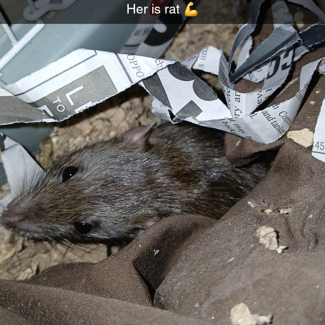 need 2-5 female rats!