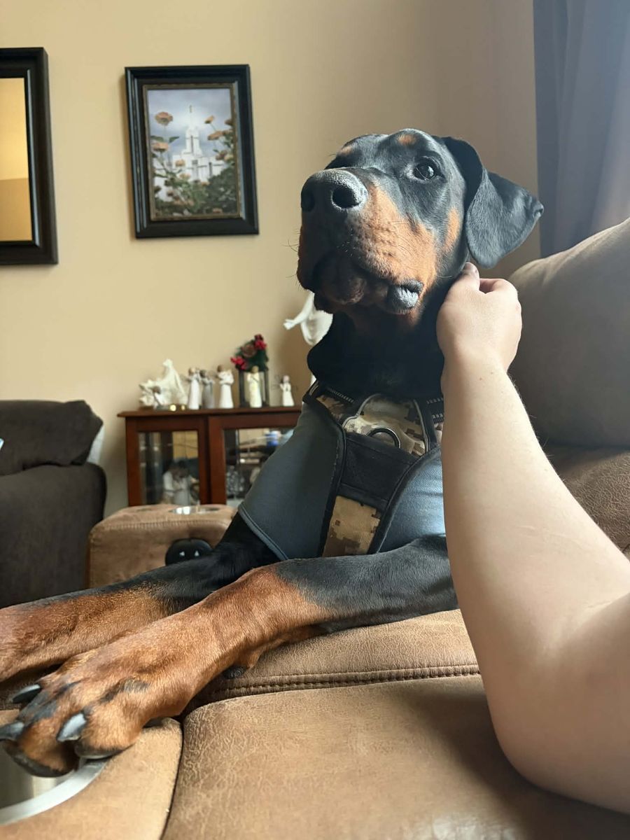 20-Month Trained Neutered Doberman Male (OFA tested parents!!)
