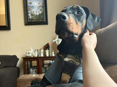 20-Month Trained Neutered Doberman Male (OFA tested parents!!)
