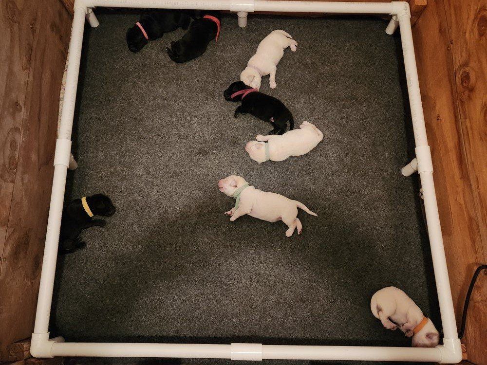 AKC Yellow lab & Black lab labrador retriever puppies