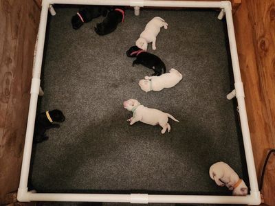 AKC Yellow lab & Black lab labrador retriever puppies