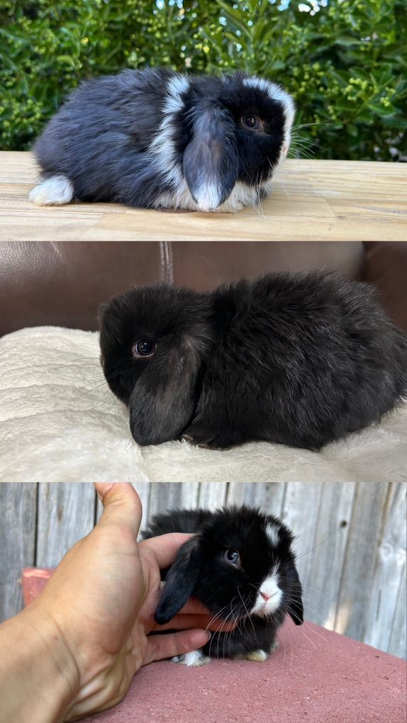 Holland Lop Bucks Pure Bred & Pedigree
