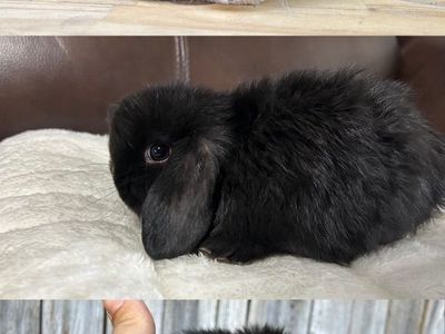 Holland Lop Bucks Pure Bred & Pedigree