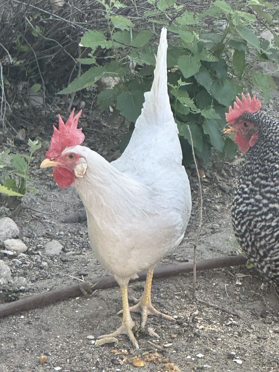 2 year old Leghorn Hen
