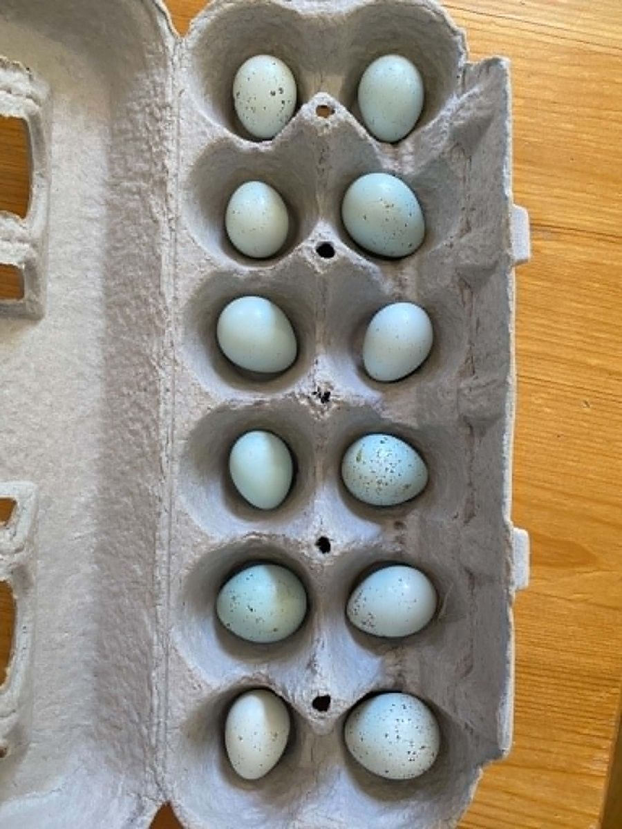Coturnix Celadon Quail Eggs