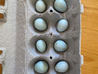 Coturnix Celadon Quail Eggs