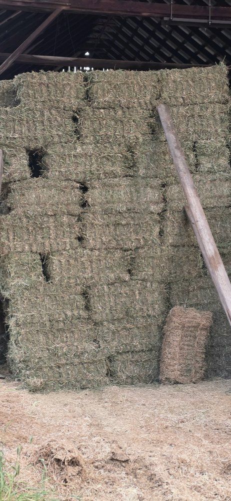 Small Bales Alfalfa Hay