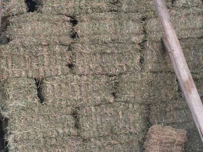Small Bales Alfalfa Hay