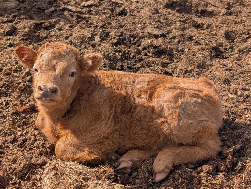 Gorgeous Mini HighDex Bull Calf!!