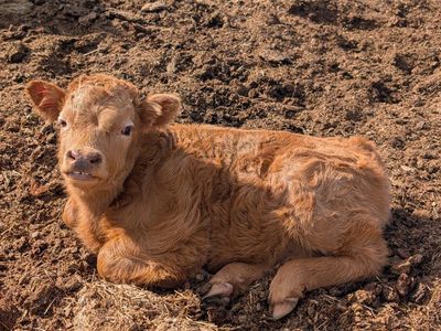 Gorgeous Mini HighDex Bull Calf!!
