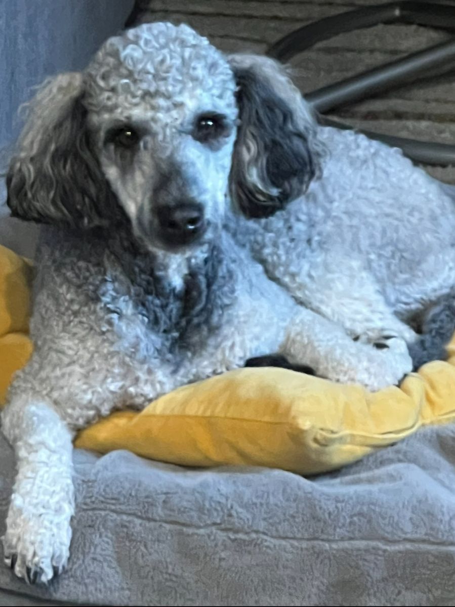 Rehoming Australian Labradoodle 28 lbs