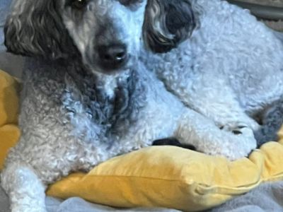 Rehoming Australian Labradoodle 28 lbs