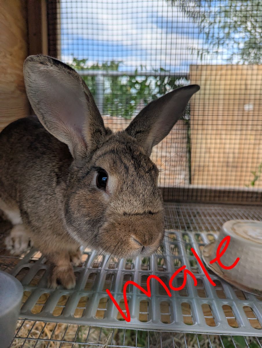 New Zealand rabbits