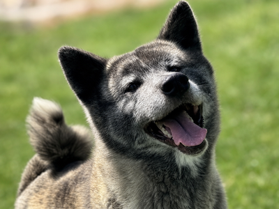 UKC Japanese Akita Inu Puppies