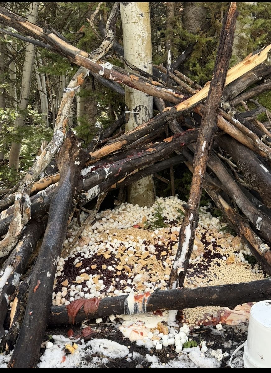 Bear bait  donuts pastries marshmallows