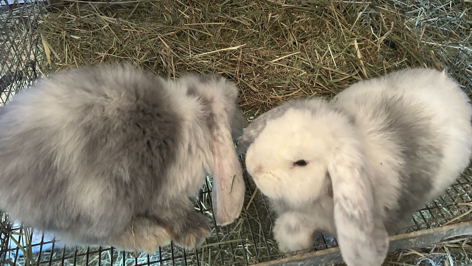 French Holland Lop baby rabbits