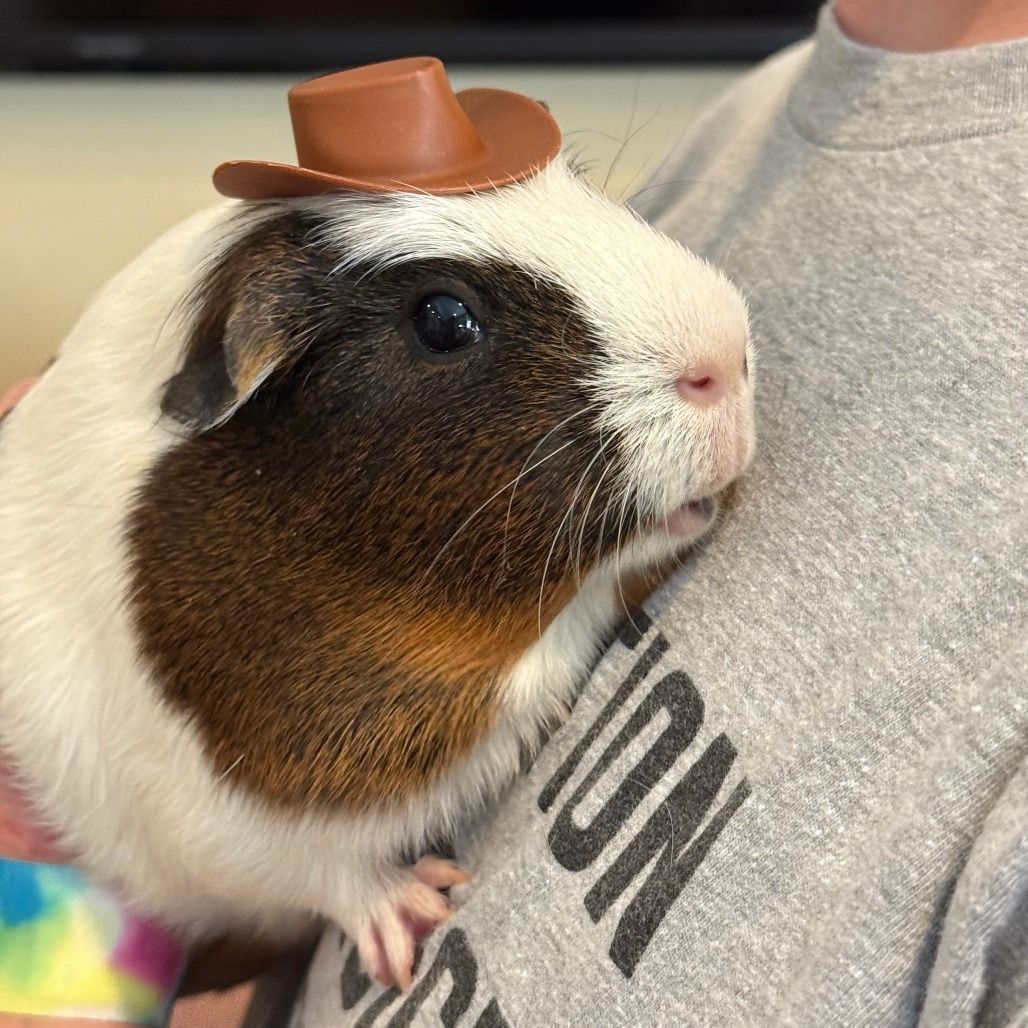 Hello my name is Toffee