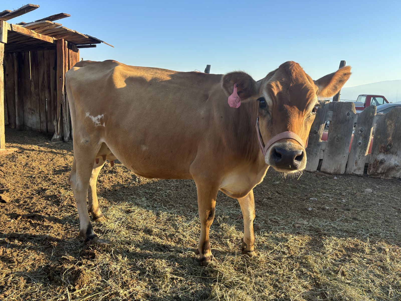 Mid Mini A2 Jersey Family Milk Cow