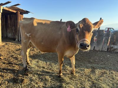 Mid Mini A2 Jersey Family Milk Cow