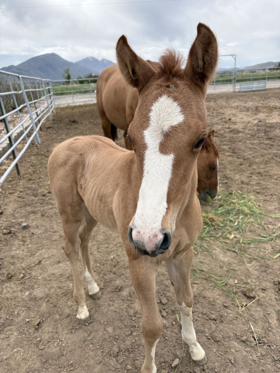 2026 aqha stud colt