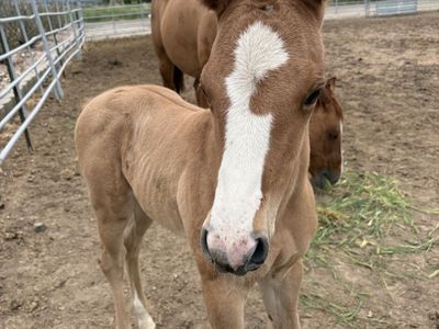 2026 aqha stud colt